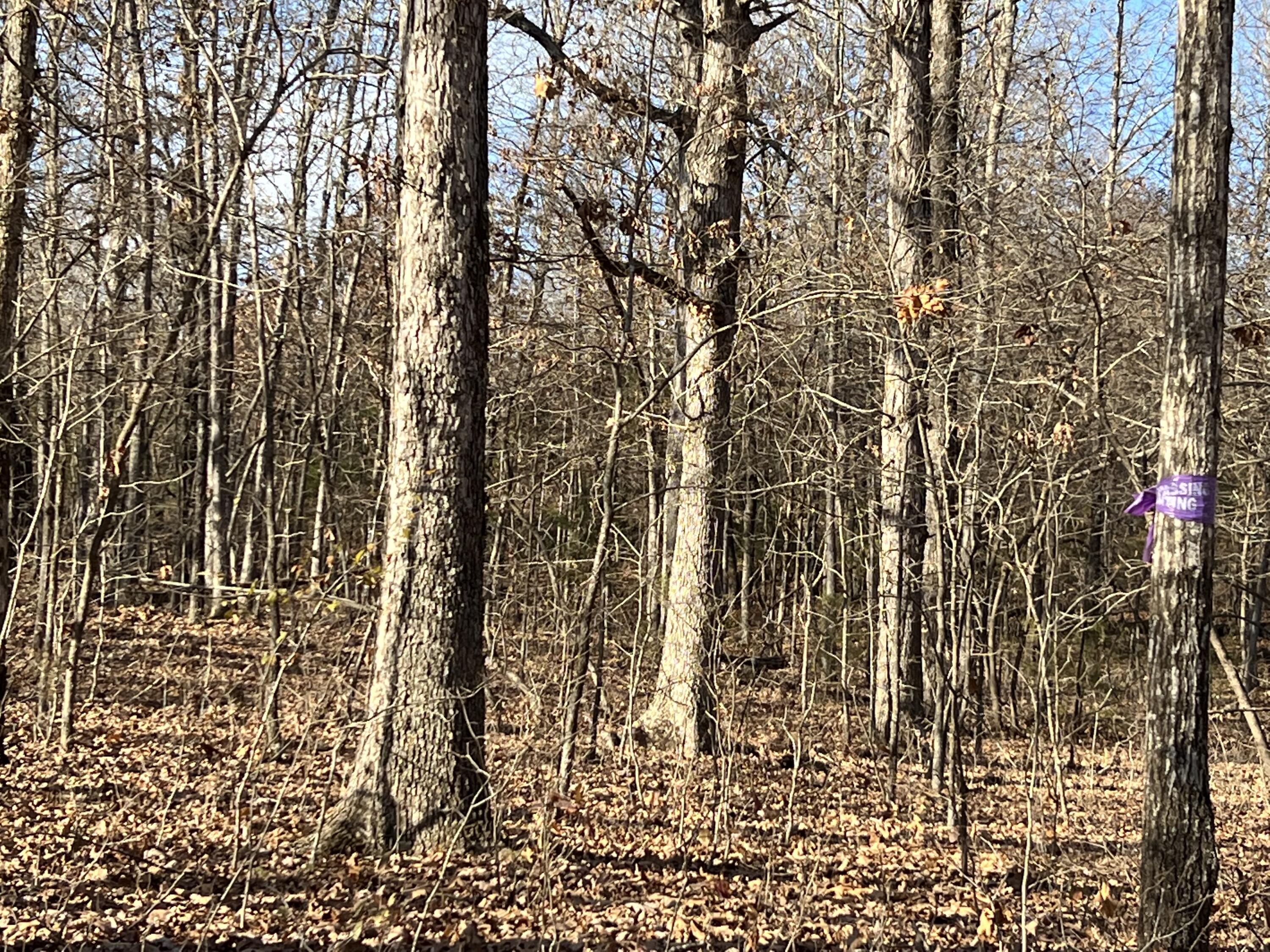 0 Foxfield Road Mammoth Spring, AR 72554 - Photo 1 of 1 IMG_4698