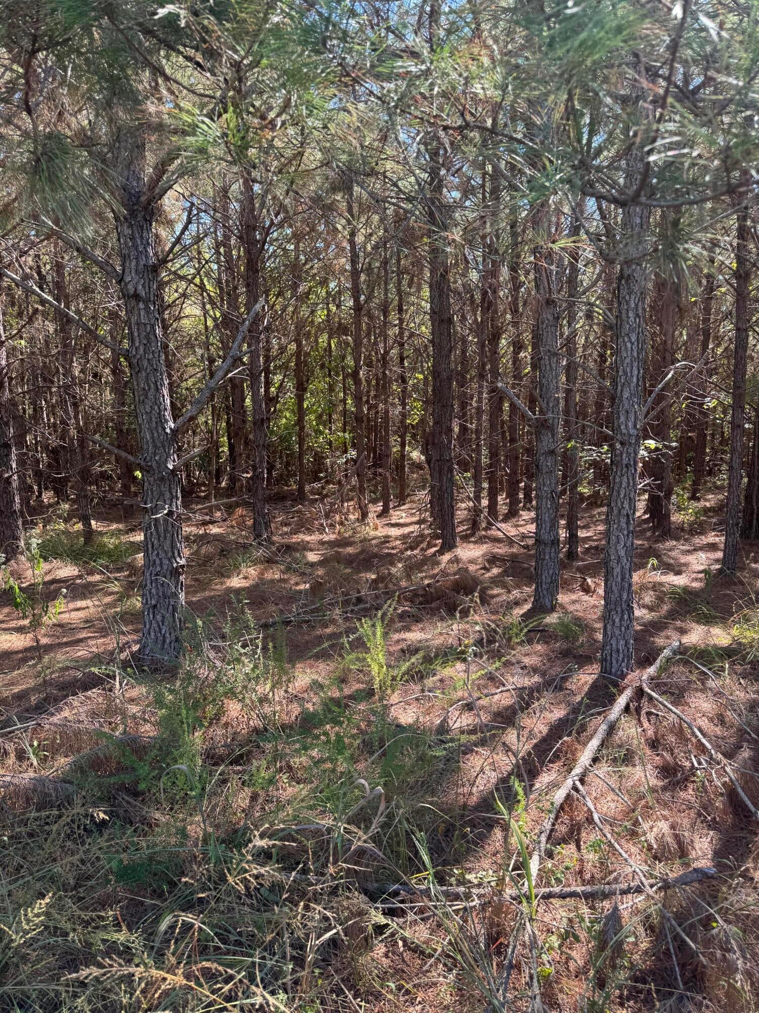 540 Co Road Ripley, MS 38663 - Photo 4 of 9 Gallery Image 4