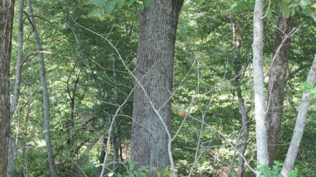 0 Southall Road Franklin, TN 37064 - Photo 6 of 9 a plant in a garden