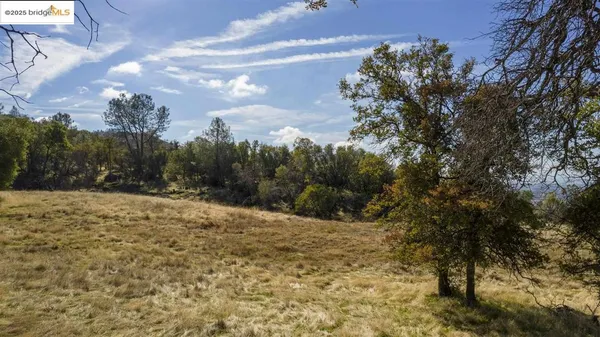 a view of a yard with trees