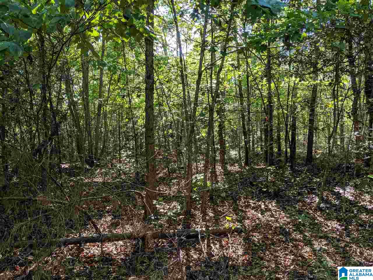 0 County Road 26 Wadley, AL 36276 - Photo 4 of 17