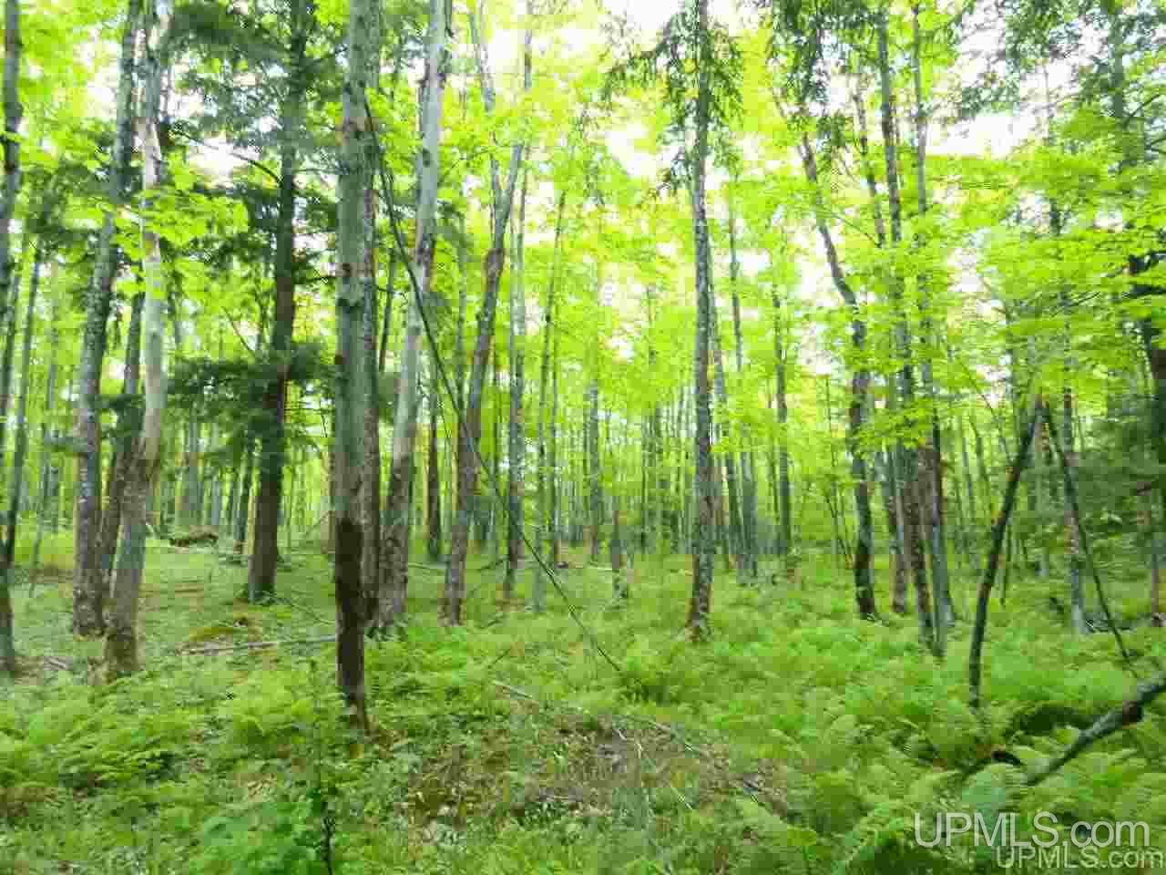 80-acres Dog Patch Road Lanse, MI 49946 - Photo 46 of 50 Gallery Image 46