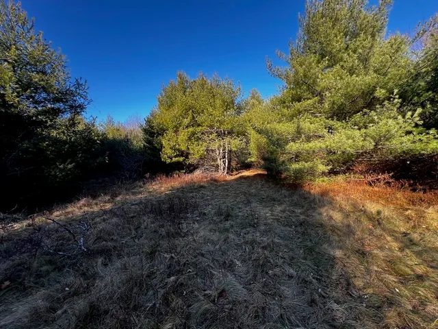 a view of a forest with trees in the background