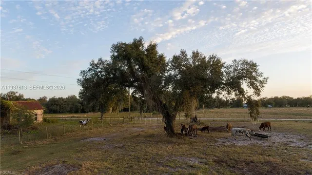 a view of a yard with a tree