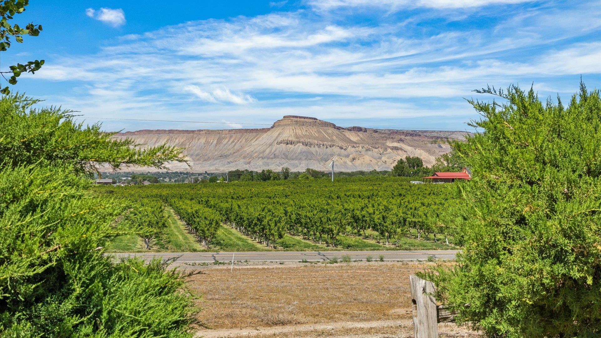 3365 C Road Palisade, CO 81526 - Photo 4 of 42