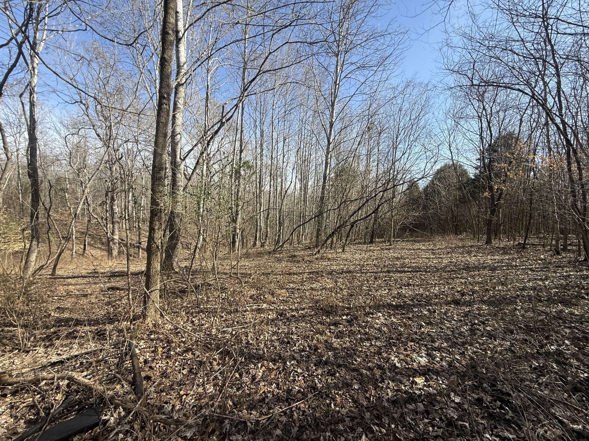 0 Epps Road Southside, TN 37171 - Photo 6 of 20 a view of a yard with trees