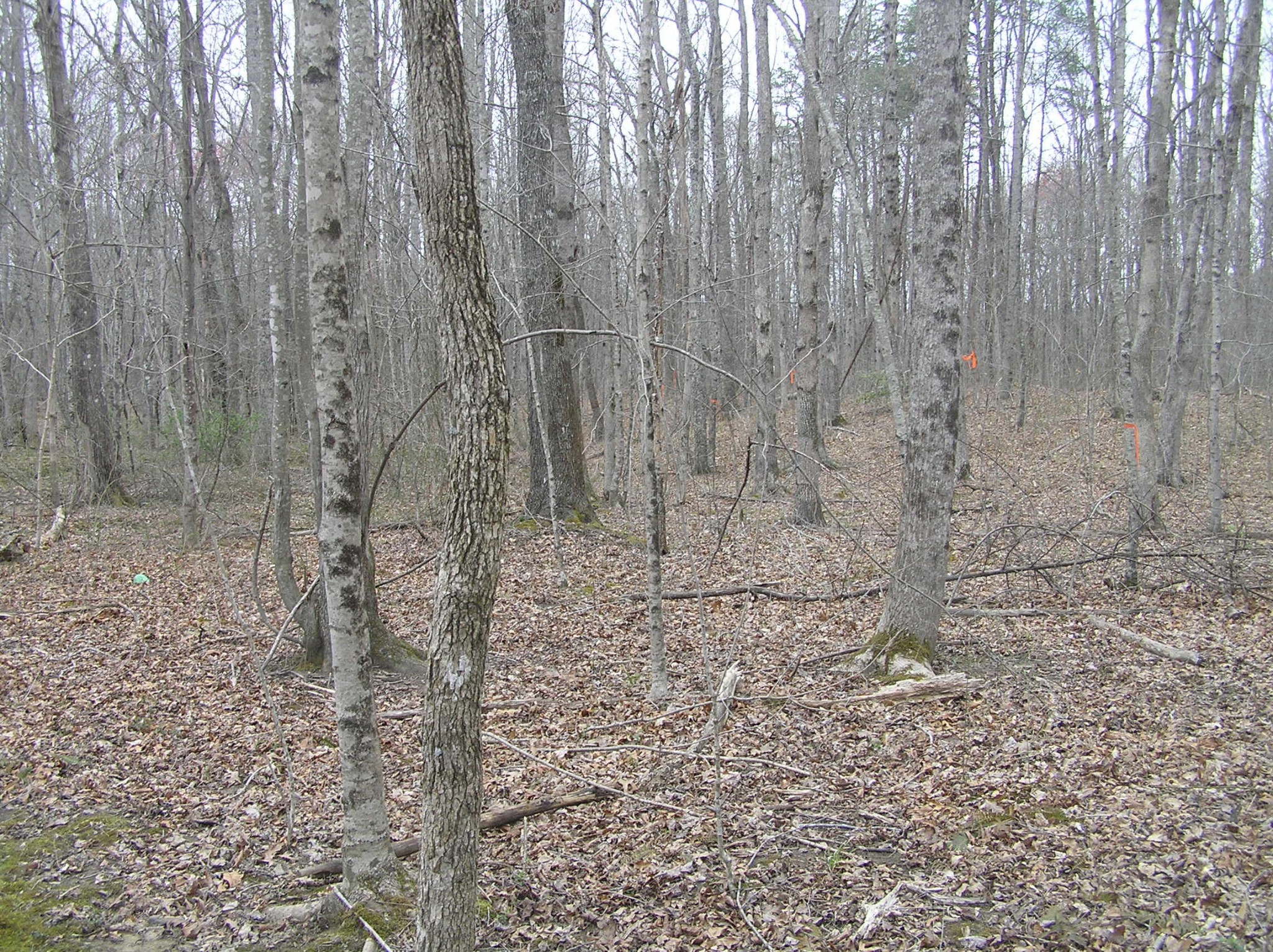 99 Prater Road Pikeville, TN 37367 - Photo 13 of 29 Gallery Image 13