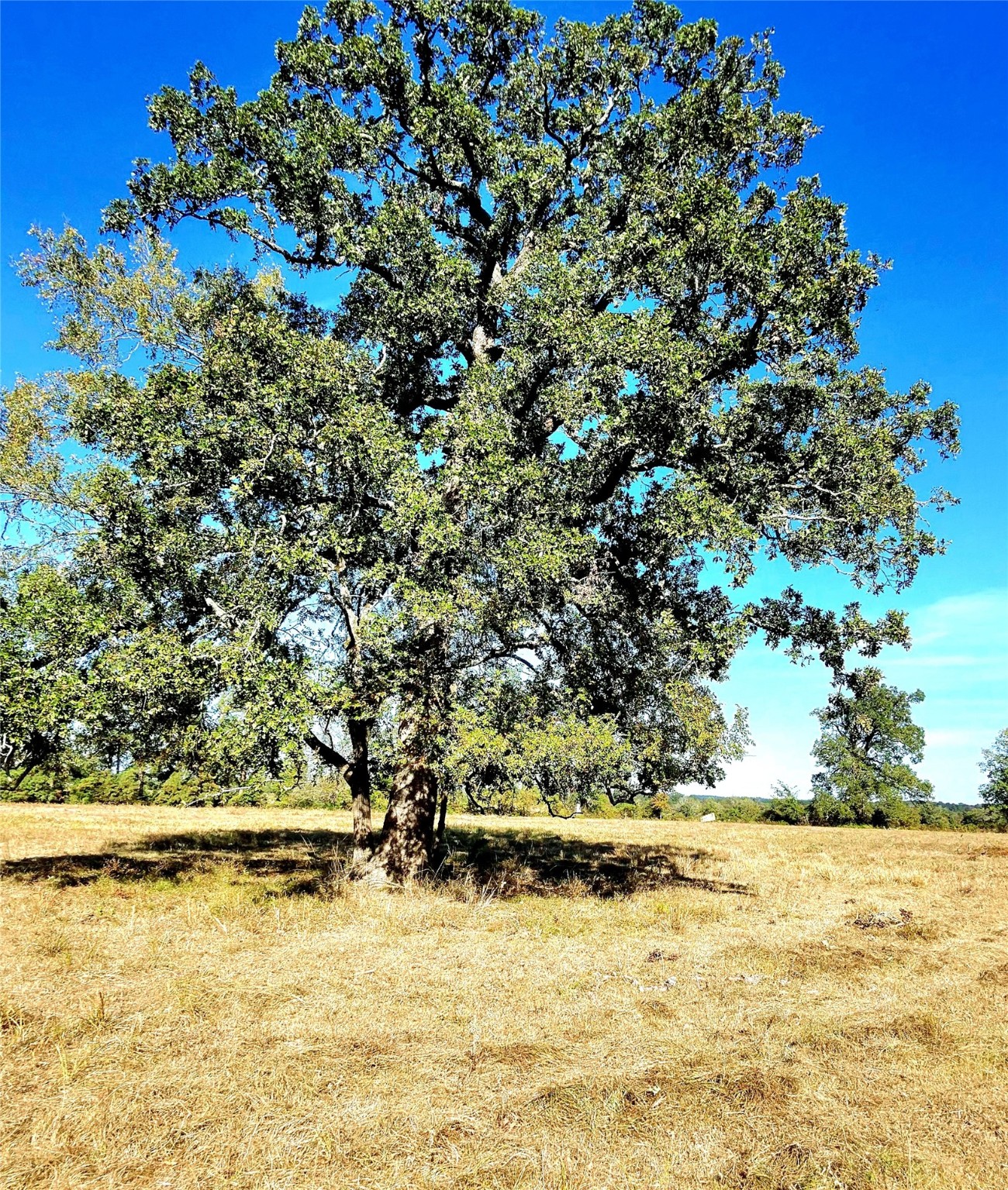 Tbd Mt Zion Road South New Waverly, TX 77358 - Photo 2 of 8 a view of ocean