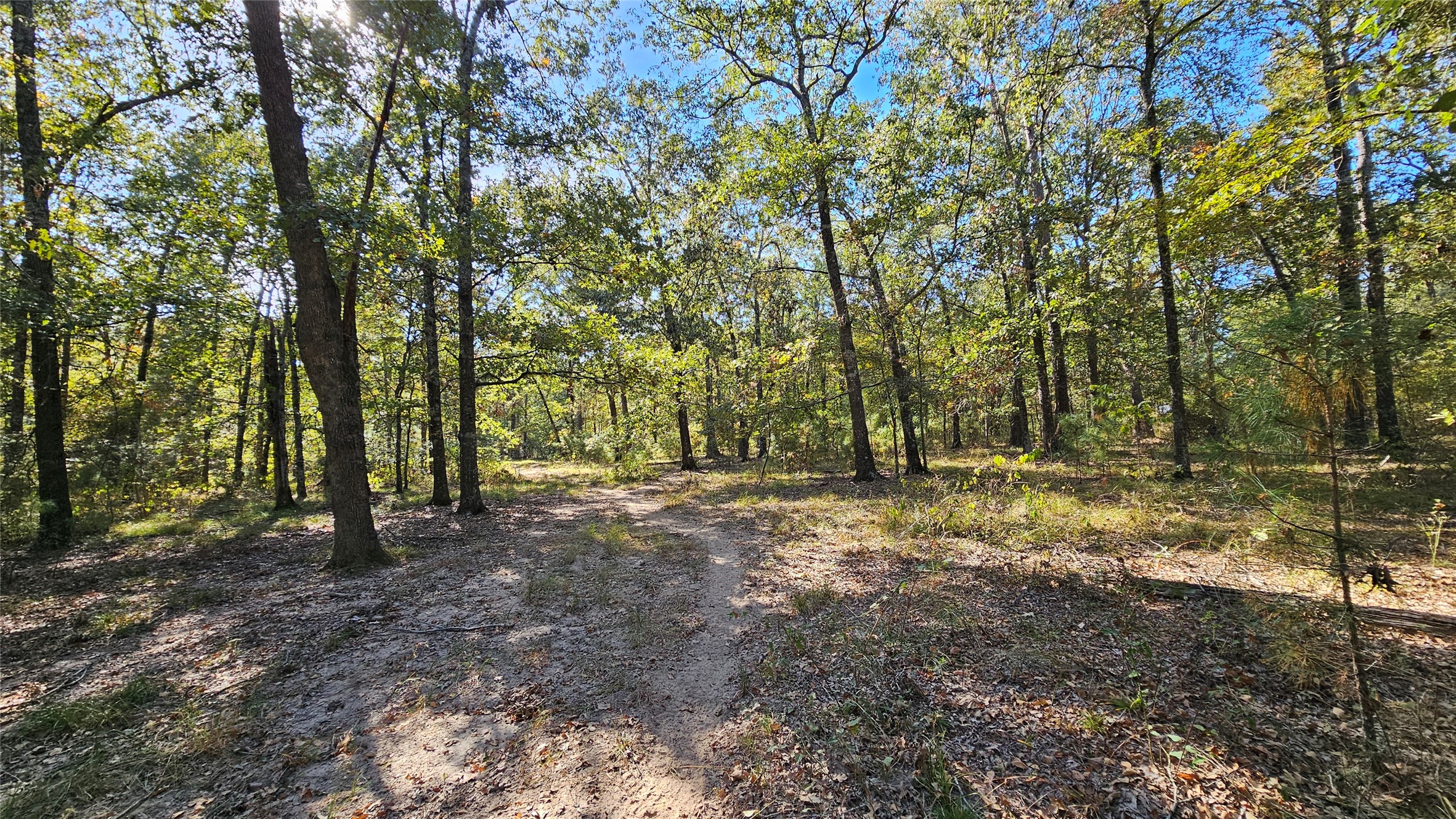 Tbd Mt Zion Road South New Waverly, TX 77358 - Photo 3 of 8 a view of outdoor space with trees