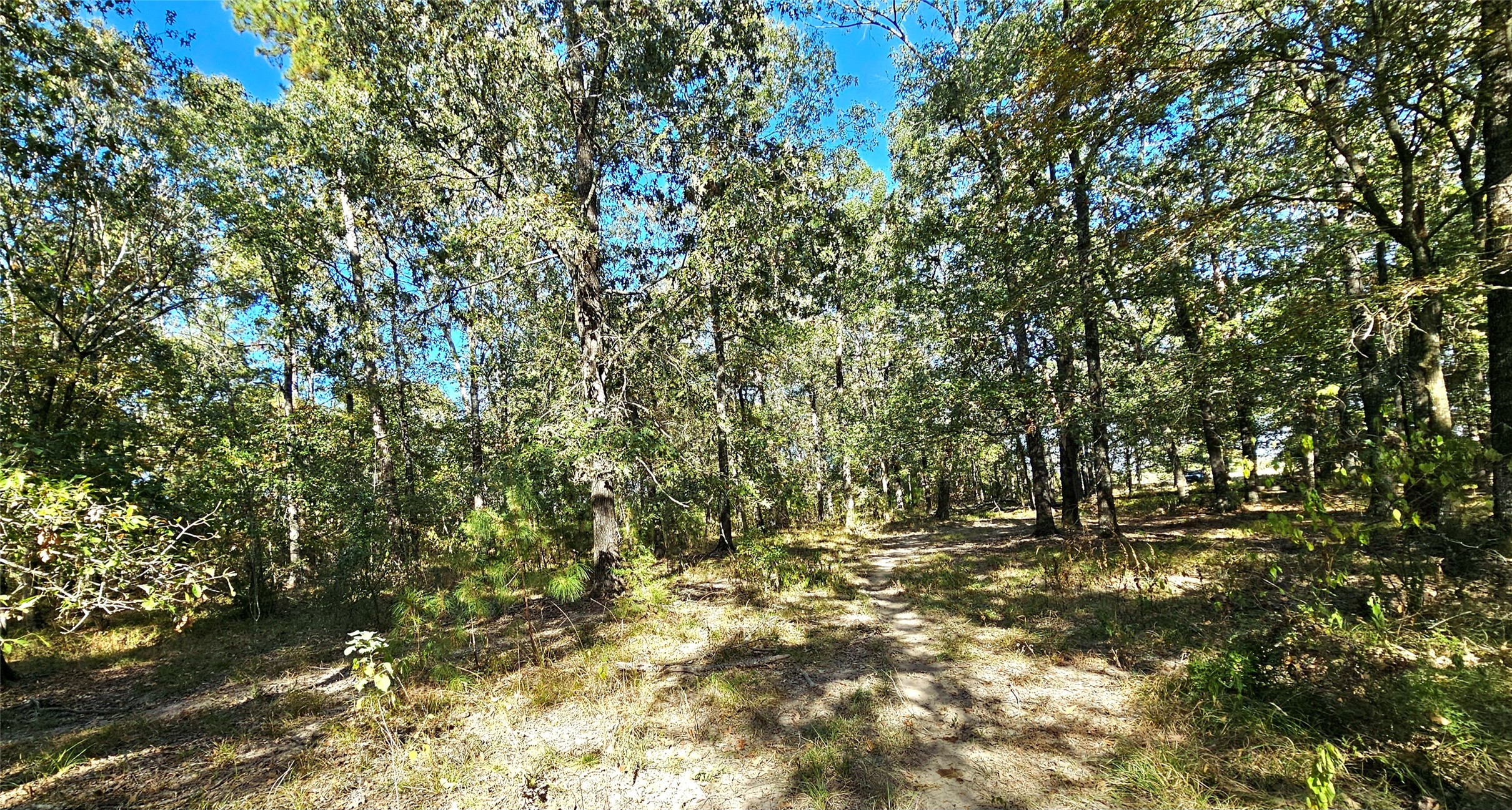 Tbd Mt Zion Road South New Waverly, TX 77358 - Photo 4 of 8 a view of tree