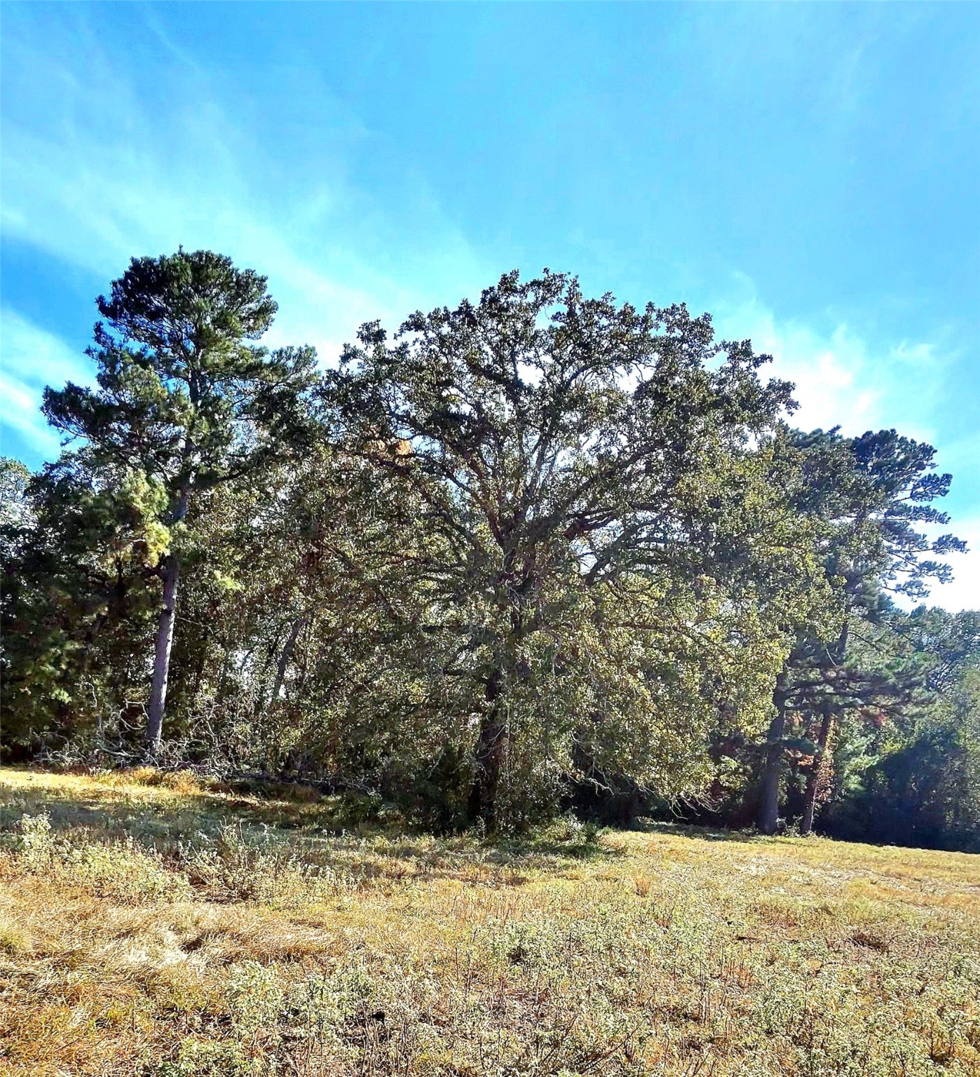 Tbd Mt Zion Road South New Waverly, TX 77358 - Photo 6 of 8 a view of a yard with a tree