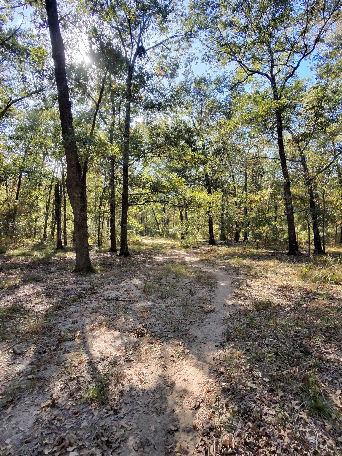 Tbd Mt Zion Road South New Waverly, TX 77358 - Photo 7 of 8 a view of outdoor space with trees