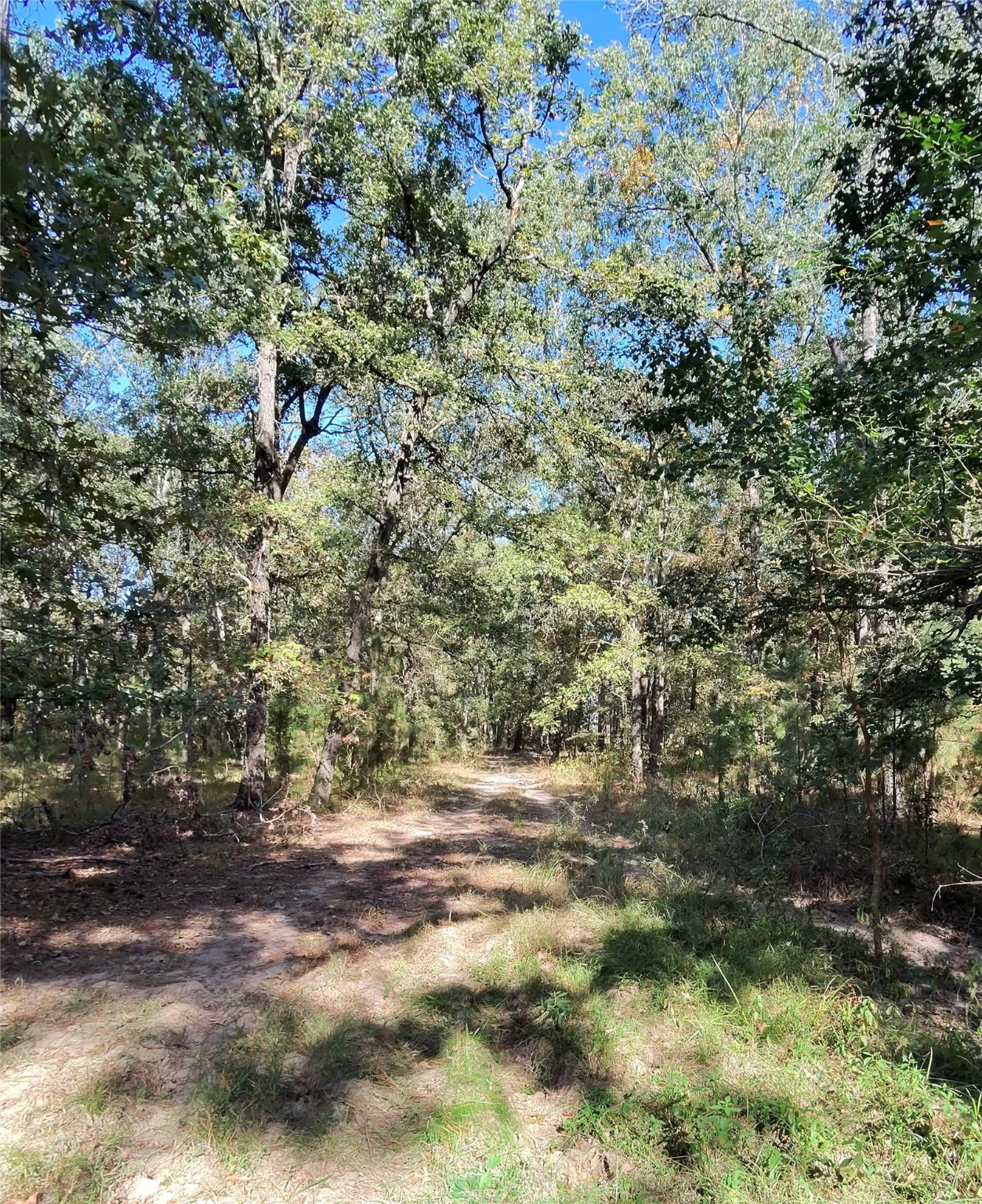 Tbd Mt Zion Road South New Waverly, TX 77358 - Photo 8 of 8 a view of a yard with a tree