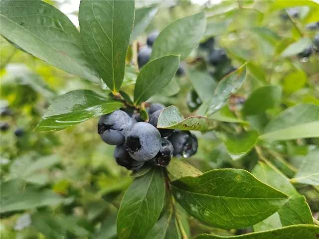 $168,000 | 5641 Fleetwood Drive, Blackshear, GA 31516