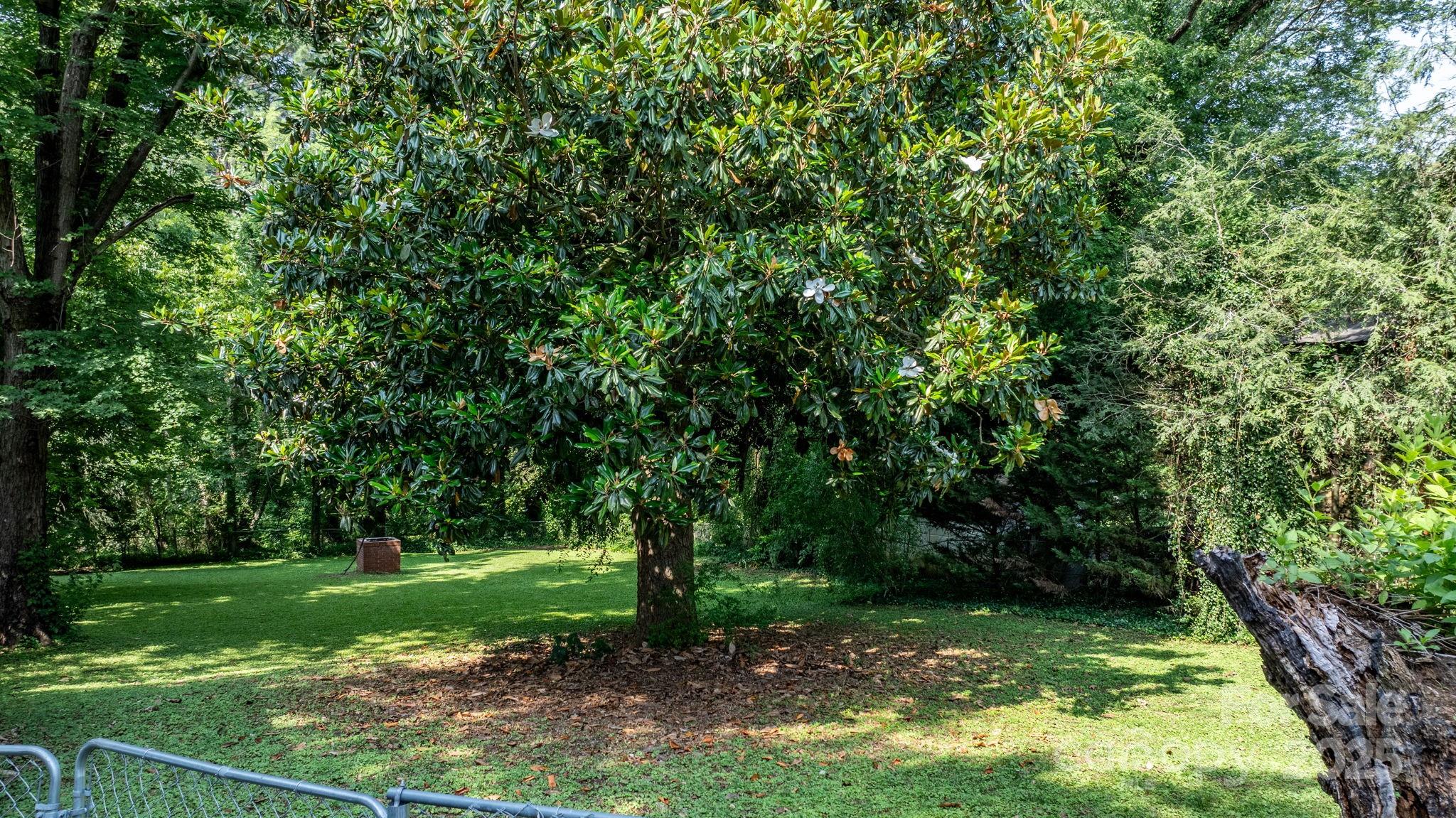 313 East Main Street Morganton, NC 28655 - Photo 36 of 48 a view of a garden with a tree