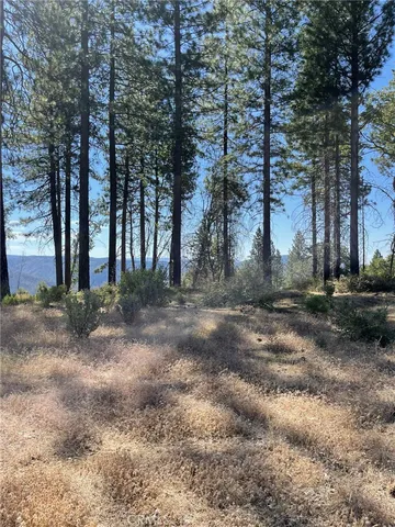 a view of a yard with trees