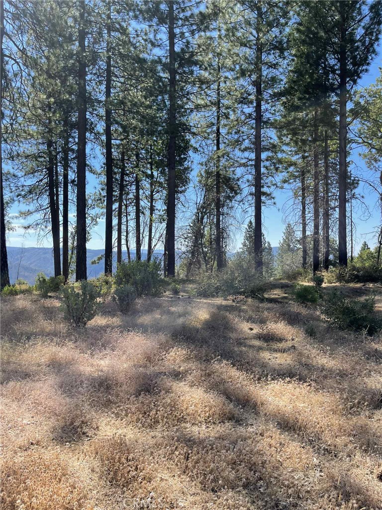 12269 Andy Mountain Road Oroville, CA 95965 - Photo 3 of 11 a view of a yard with trees