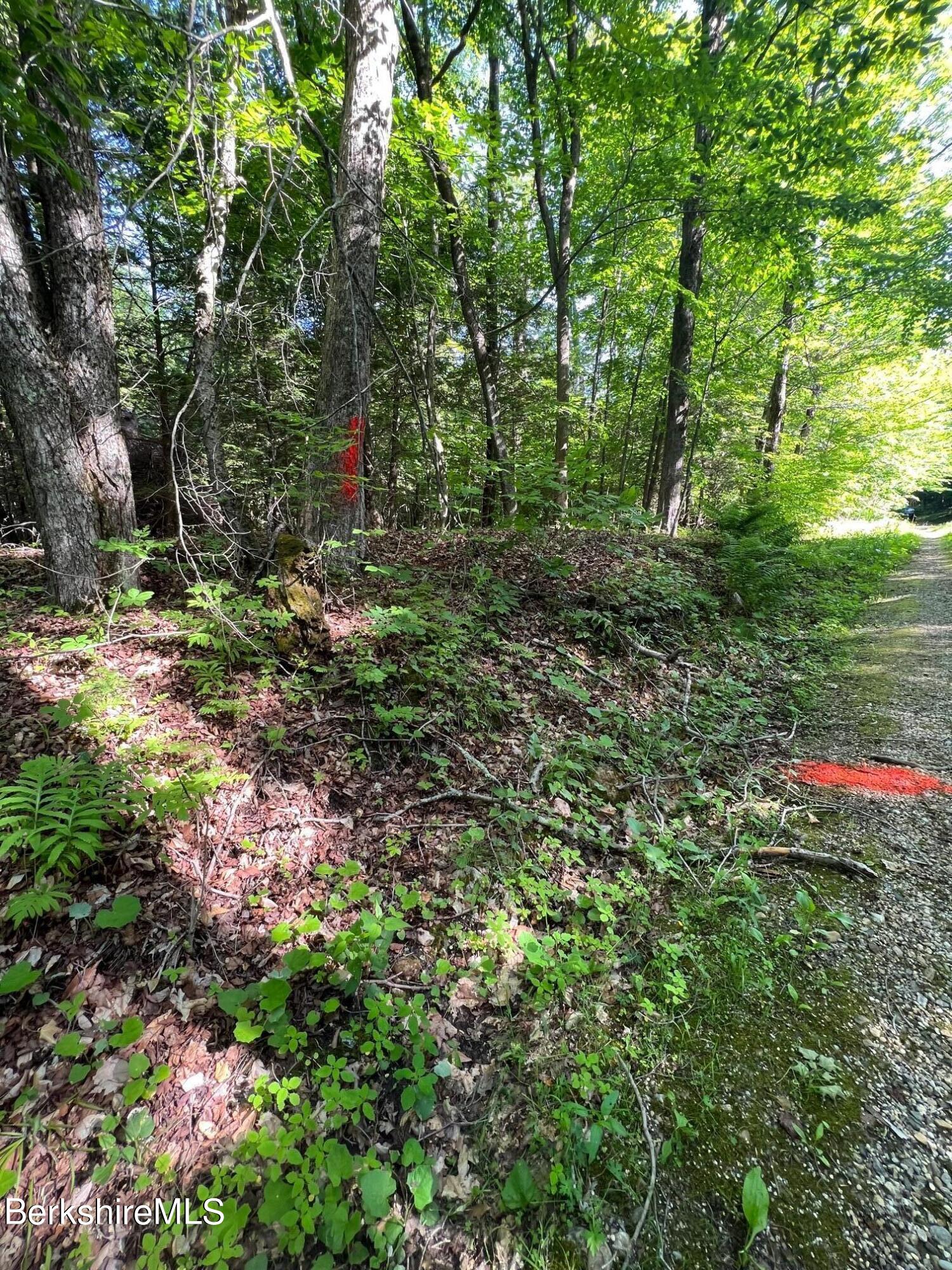 20 Strong Road Peru, MA 01235 - Photo 6 of 7 a view of a yard with plants and large trees