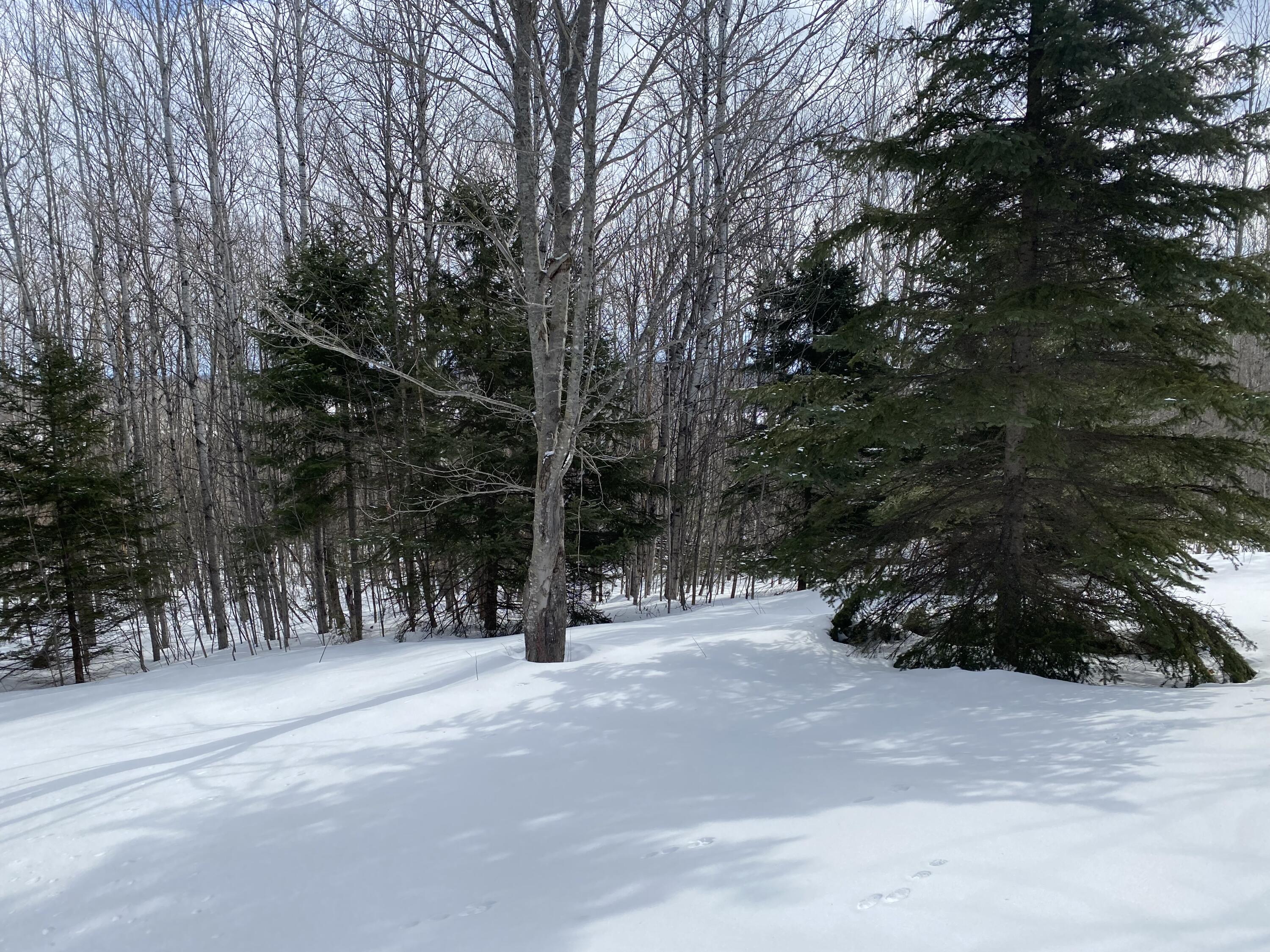 749 Pulcifur Road Mapleton, ME 04757 - Photo 58 of 65 IMG_9652