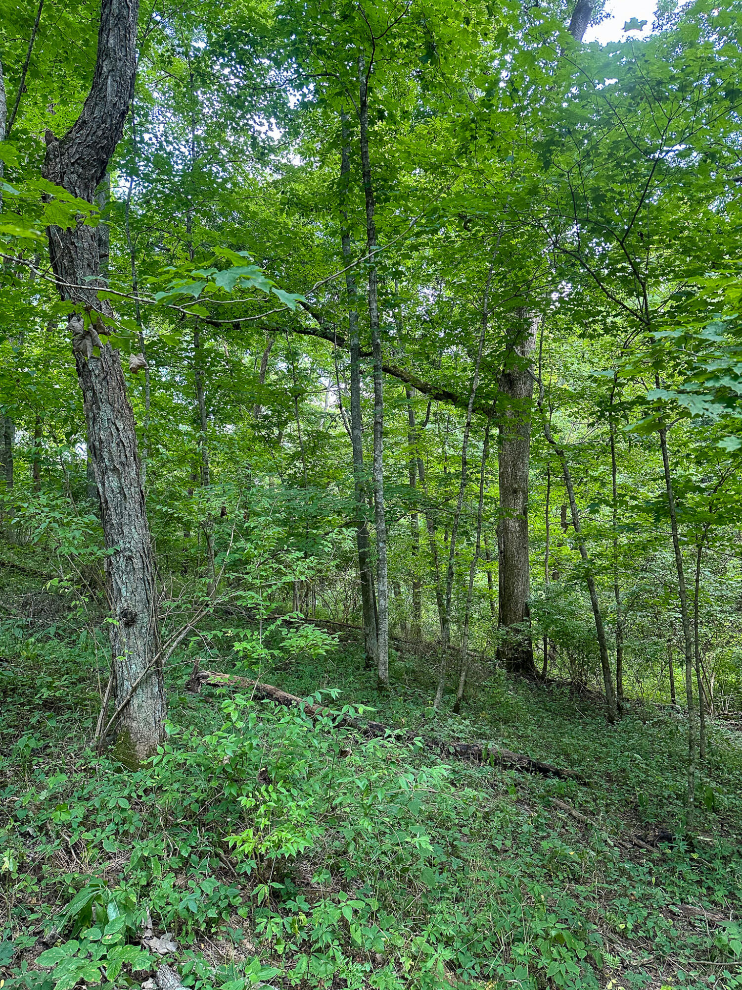 0 Goose Creek Road Carlisle, KY 40311 - Photo 14 of 24 IMG_4429