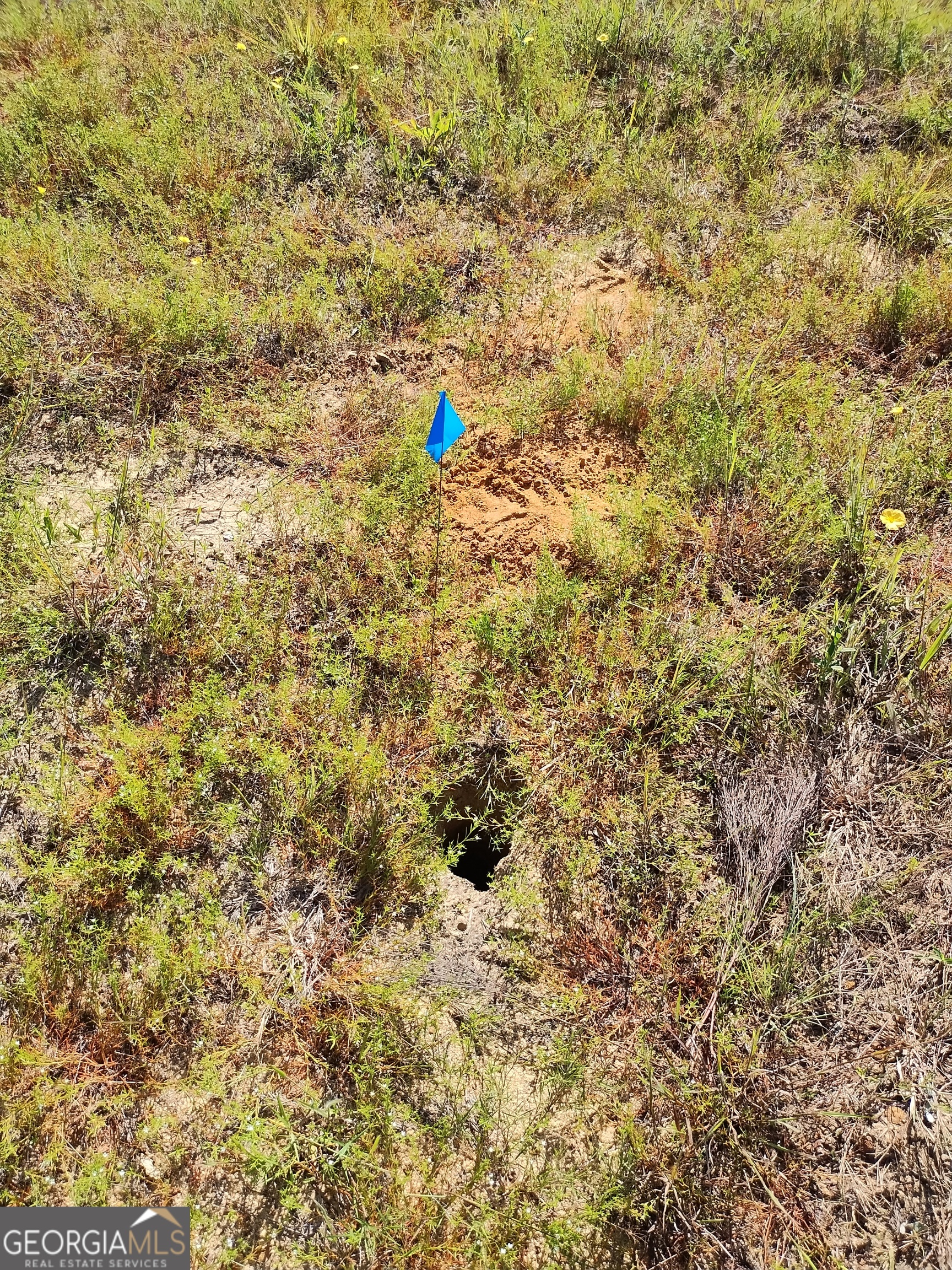 0 Moore Road South Register, GA 30452 - Photo 6 of 18