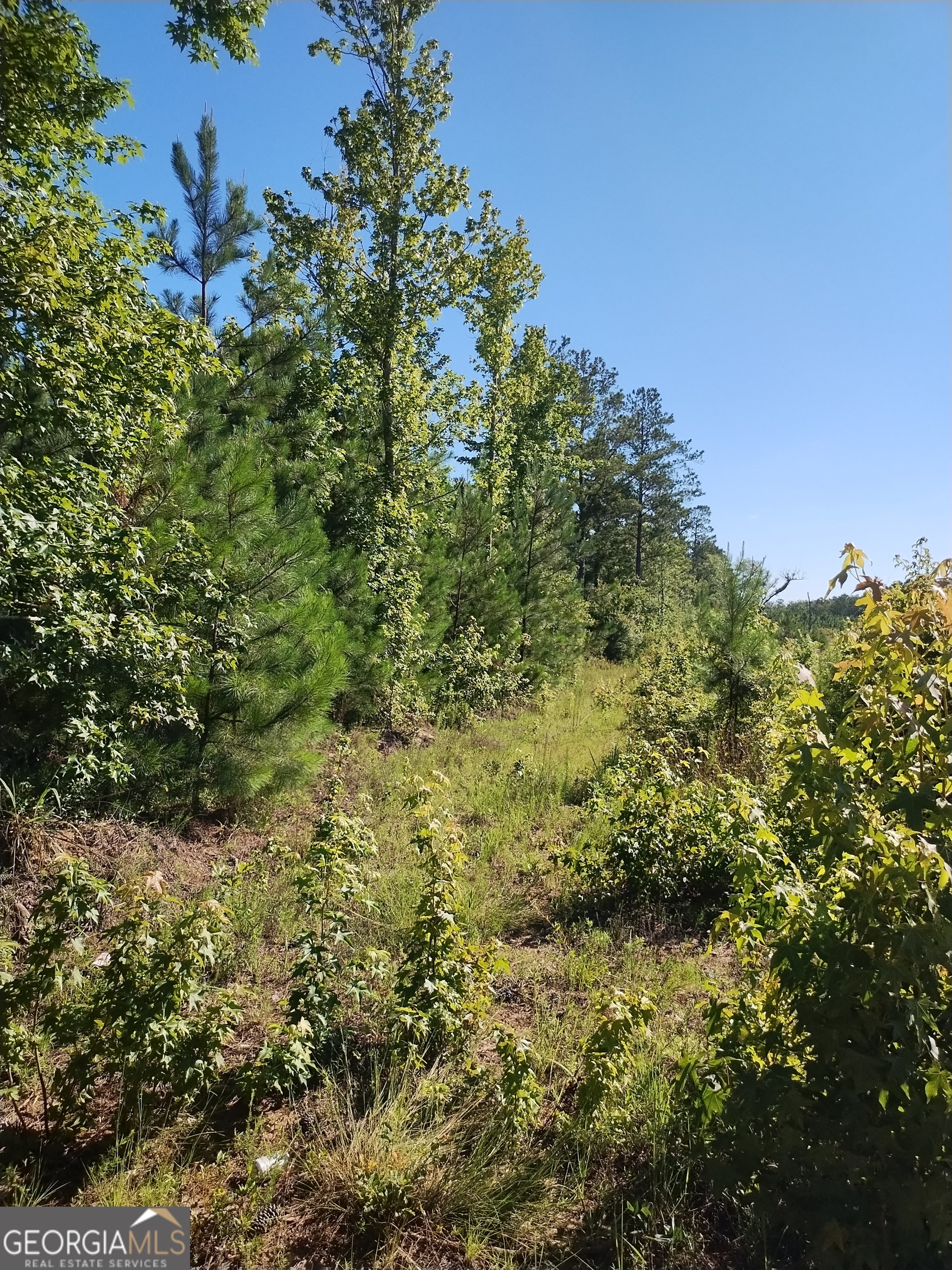 0 Moore Road South Register, GA 30452 - Photo 8 of 18