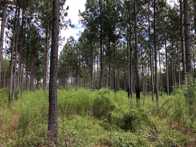 0 Barlow Road Cochran, GA 31014 - Photo 13 of 21