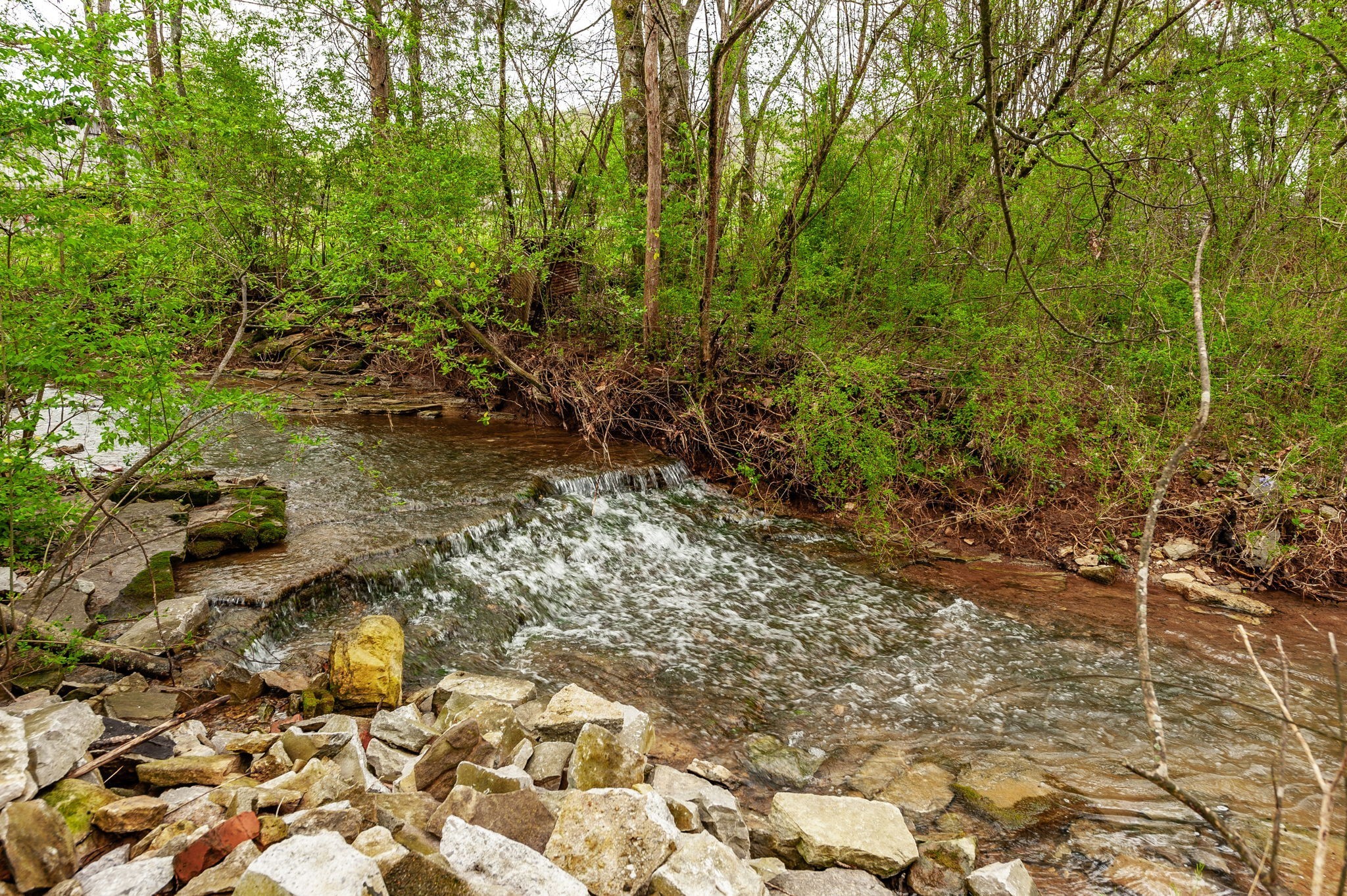 375 Mt Vernon Road Bethpage, TN 37022 - Photo 53 of 66 a view of a forest with trees