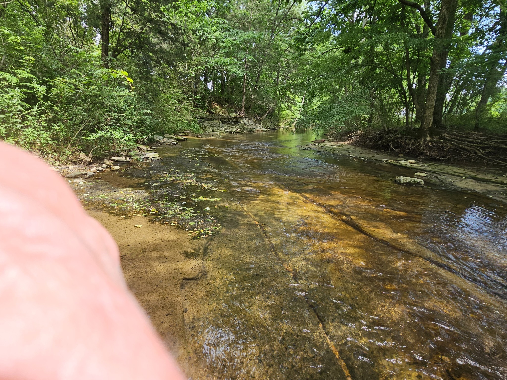 375 Mt Vernon Road Bethpage, TN 37022 - Photo 56 of 66 a view of a yard with plants and large trees
