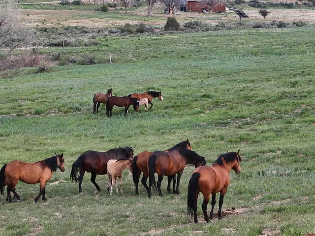 $5,995,000 | 3217 County Road 41, Mancos, CO 81328