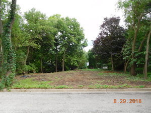 a view of a yard with a tree