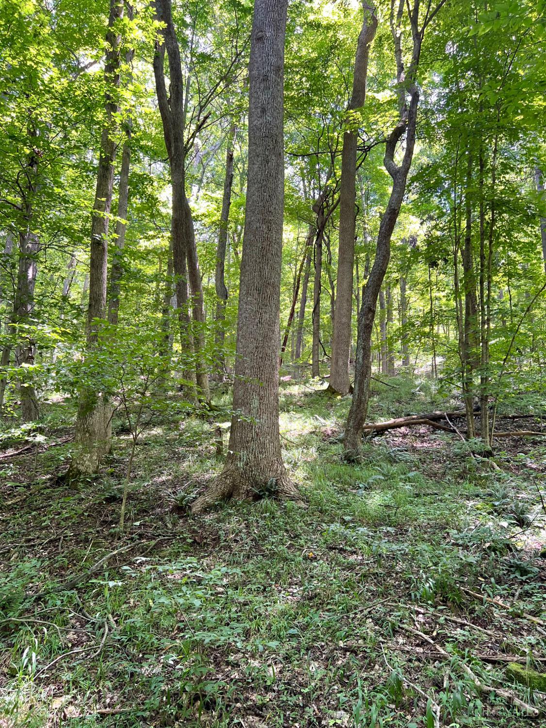0 South Chenoweth Fork Road Piketon, OH 45661 - Photo 74 of 95