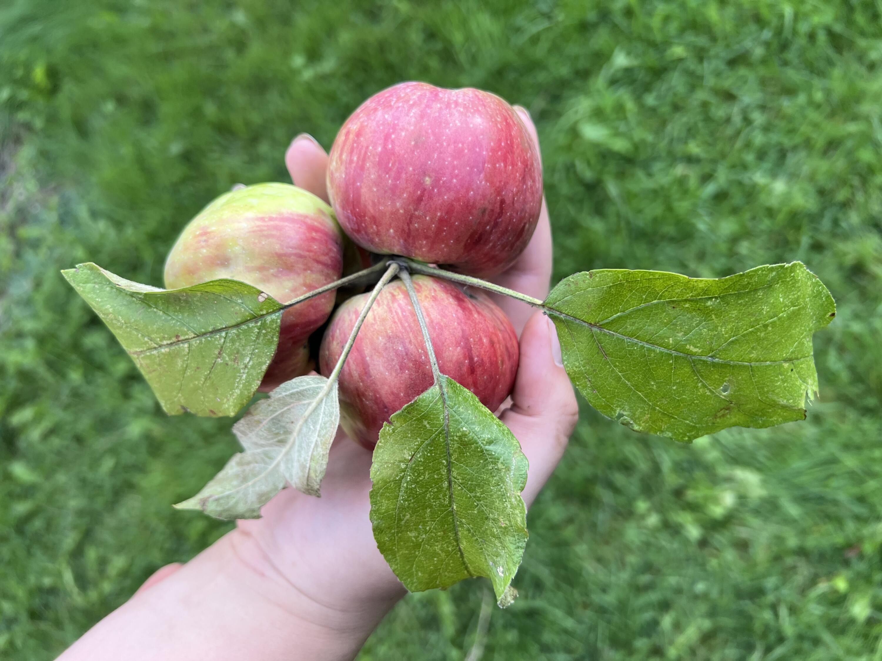 642 Backkingdom Road Mexico, ME 04257 - Photo 85 of 88 Apples