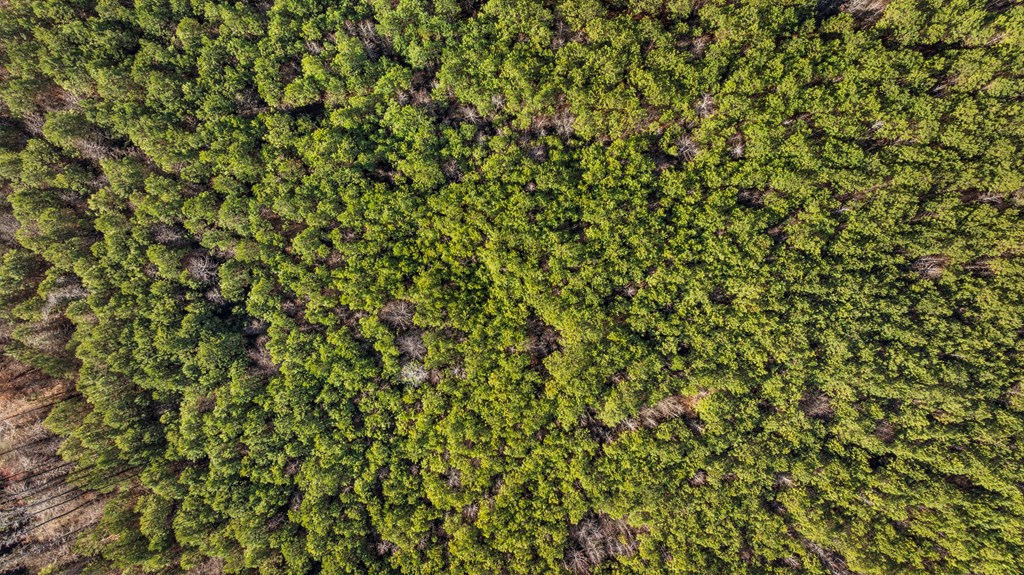 C2-200 Fortune Hole Road East Hamilton, GA 31811 - Photo 10 of 15