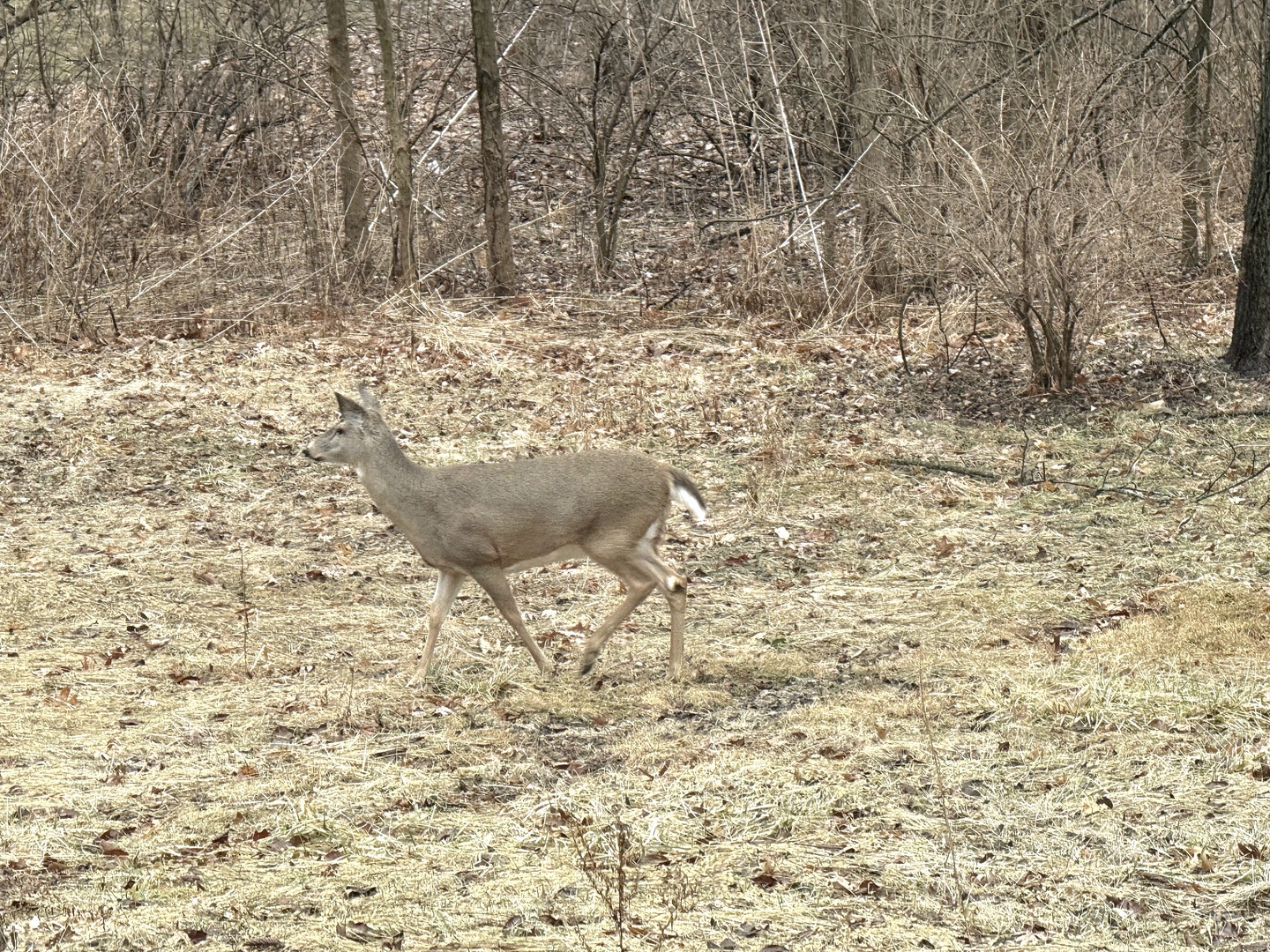 14203 South King Road Homer Glen, IL 60491 - Photo 7 of 18