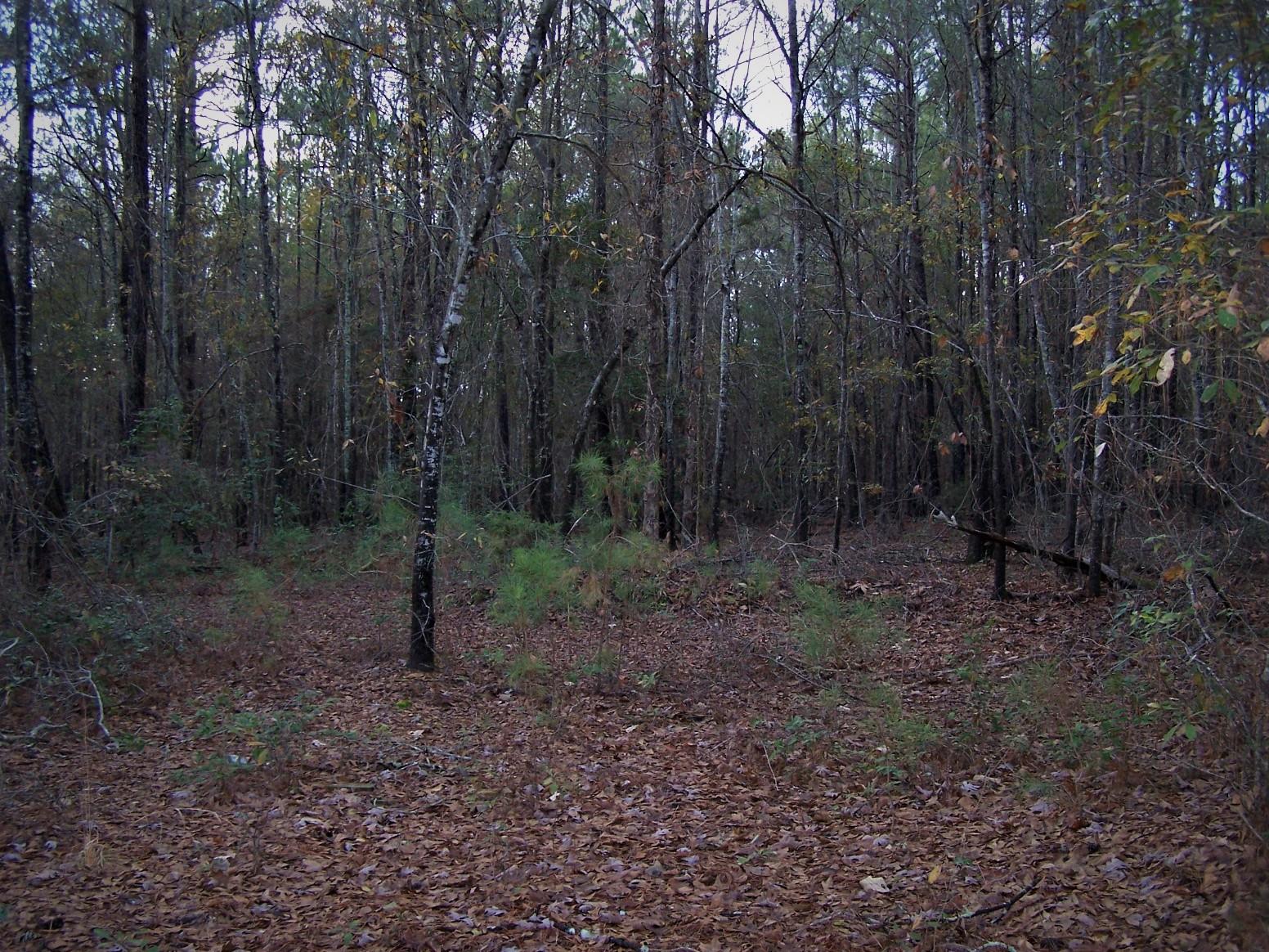 Tbd North State Lane Rockingham, NC 28379 - Photo 3 of 16 100_6467