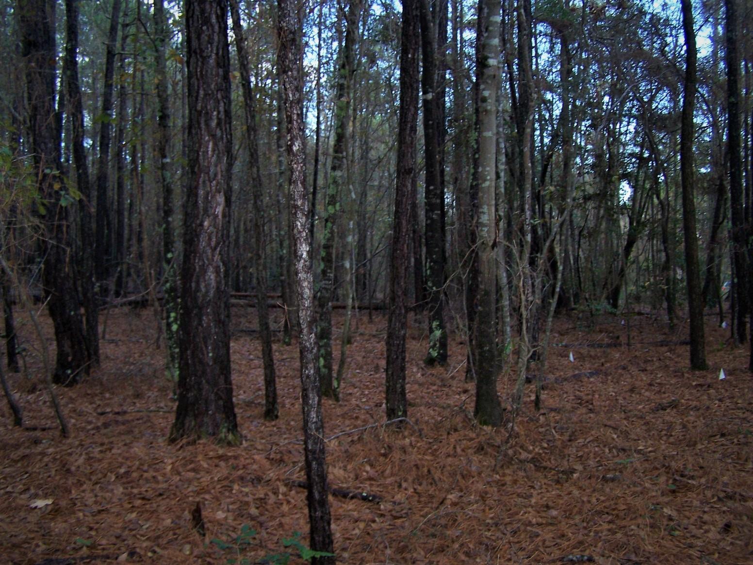 Tbd North State Lane Rockingham, NC 28379 - Photo 4 of 16 100_6469