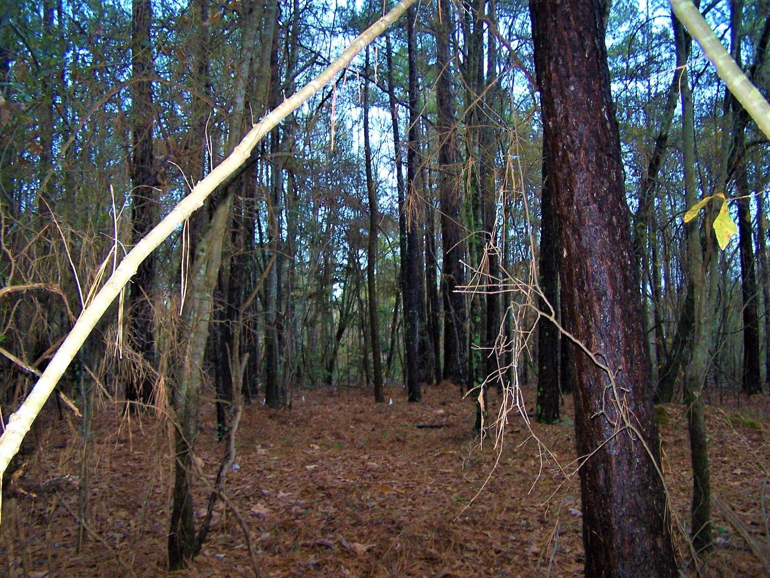 Tbd North State Lane Rockingham, NC 28379 - Photo 5 of 16 100_6470