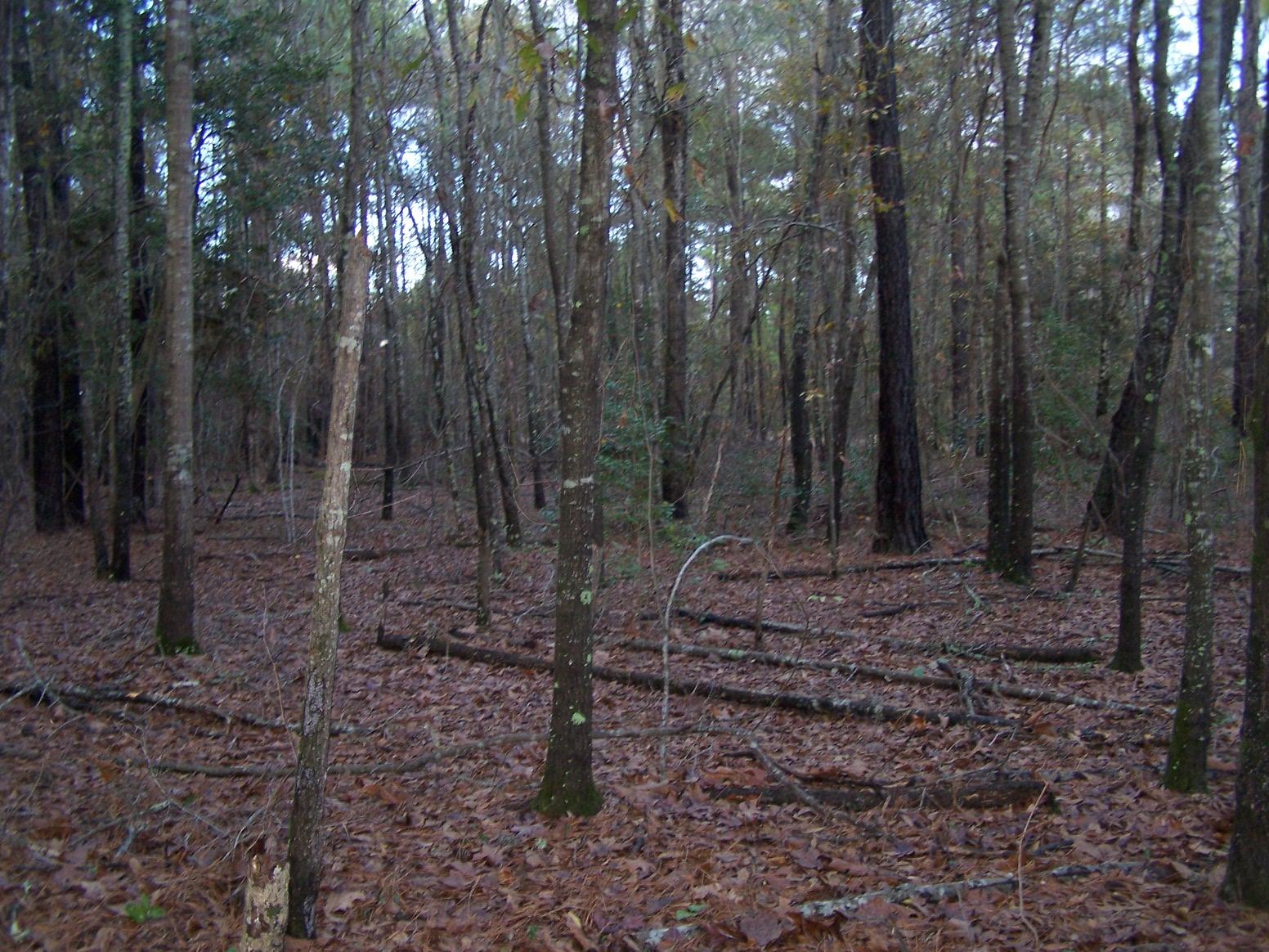 Tbd North State Lane Rockingham, NC 28379 - Photo 6 of 16 100_6471 (1)