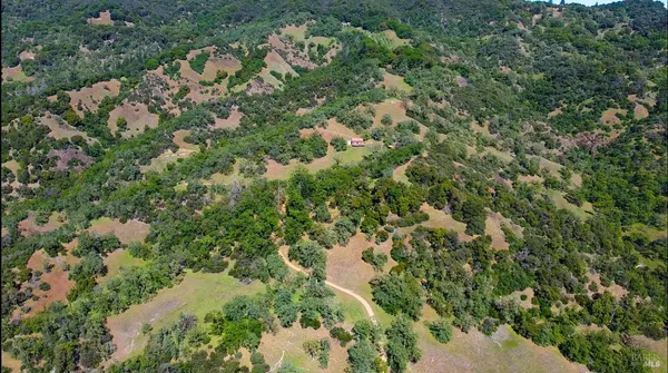 a view of a forest that has a tree