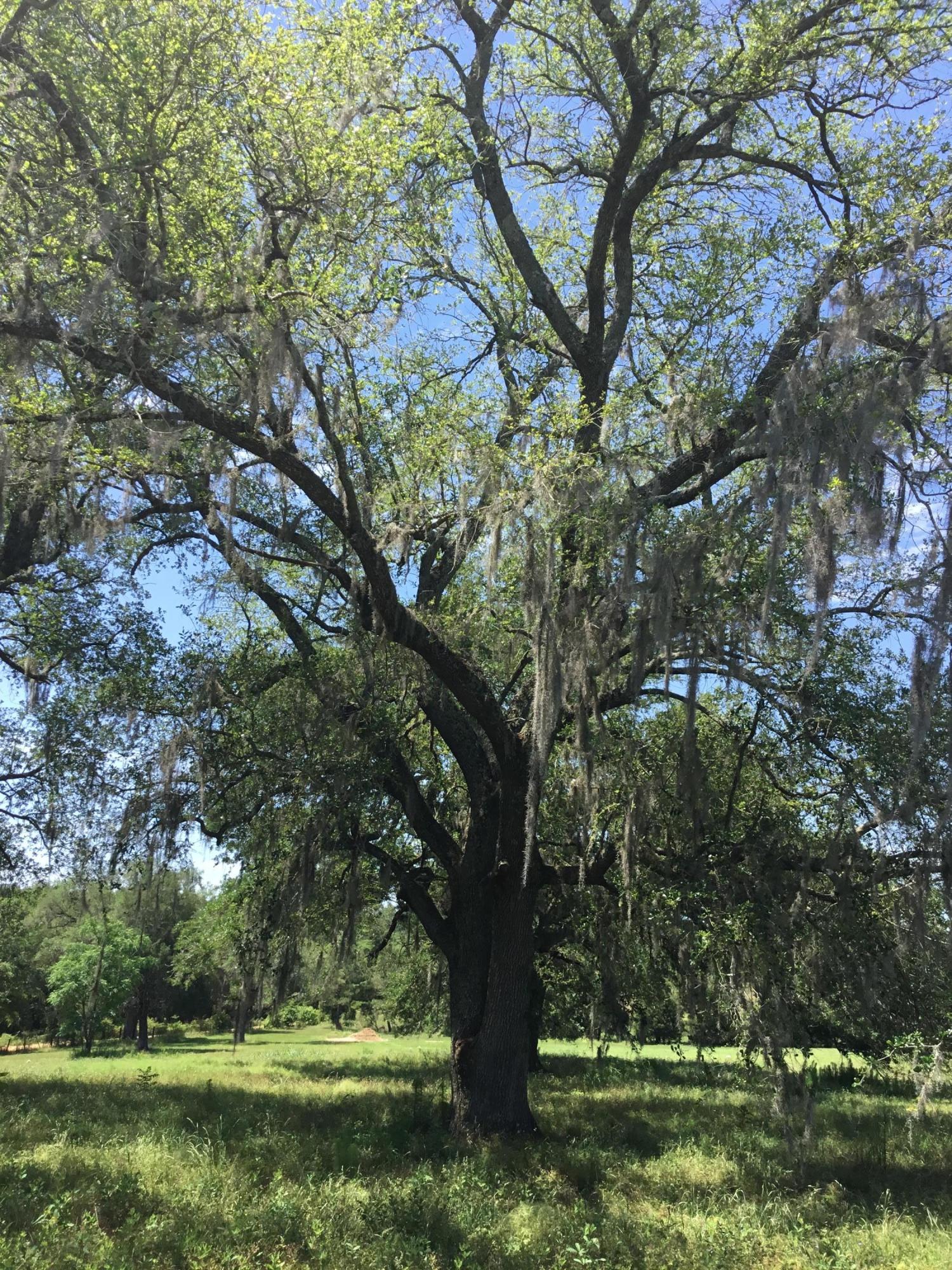 3207 Creek Road Bonifay, FL 32425 - Photo 27 of 161 IMG_1804