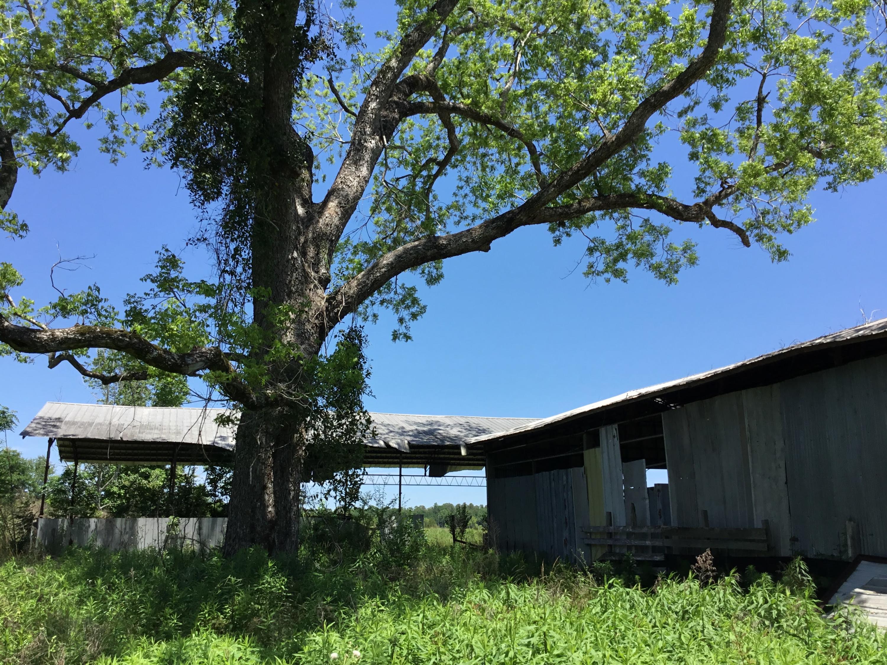 3207 Creek Road Bonifay, FL 32425 - Photo 50 of 161 IMG_1841