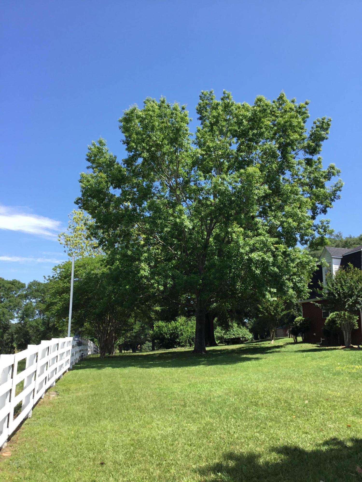 3207 Creek Road Bonifay, FL 32425 - Photo 8 of 161 IMG_1767