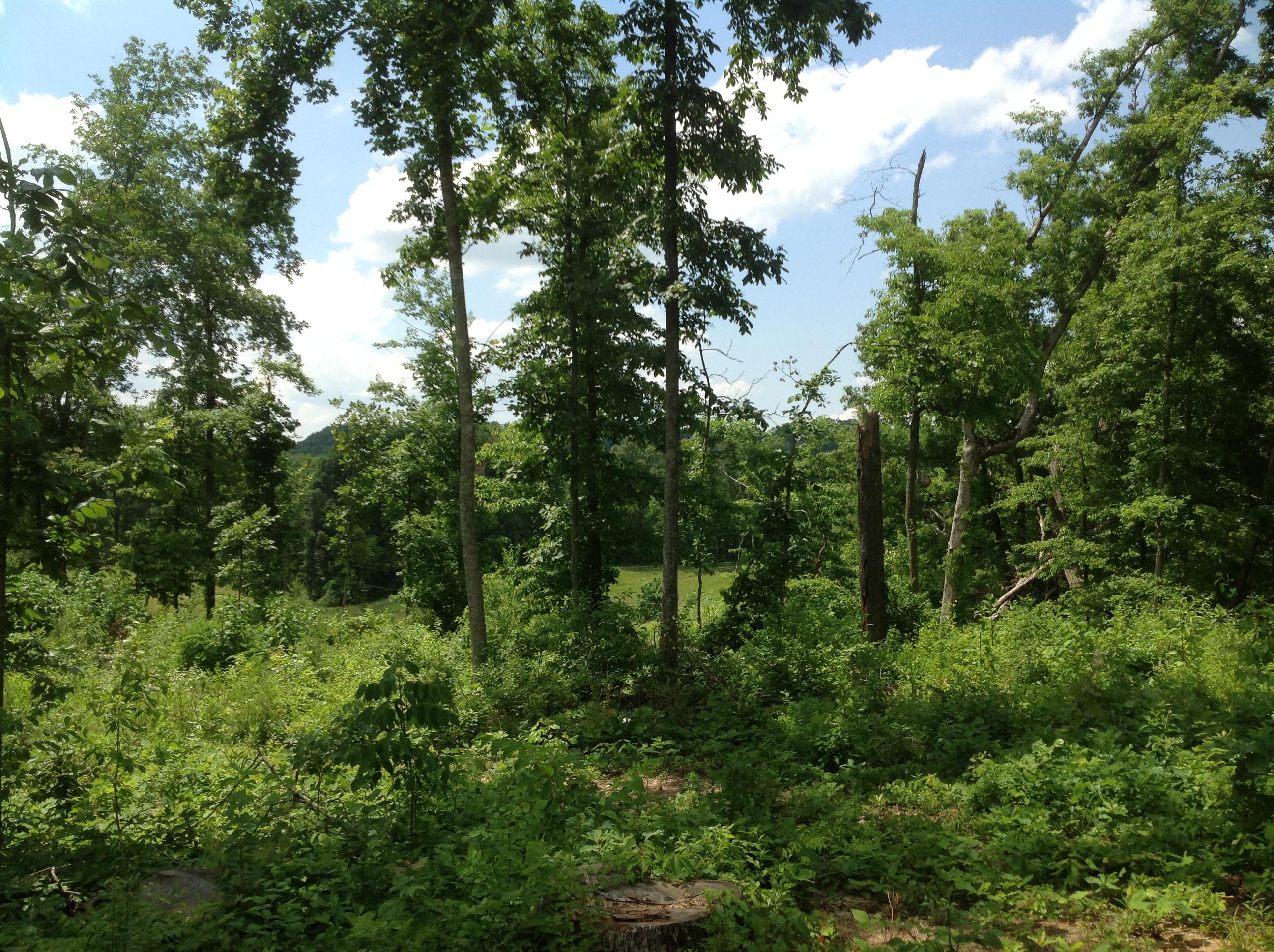 Miser Station Road Maryville, TN 37801 - Photo 14 of 23 IMG_0332