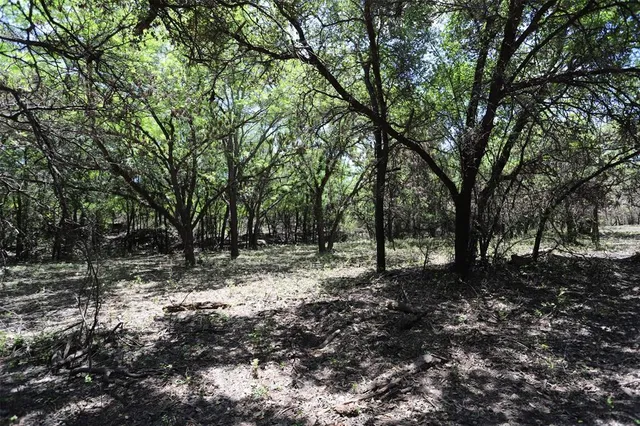 a view of a forest with trees