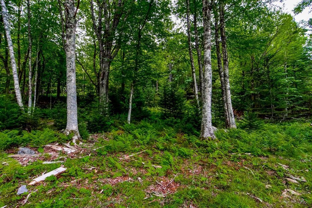 0 Eaton Point Road Deer Isle, ME 04627 - Photo 4 of 21 Site has a mix of deciduous trees...