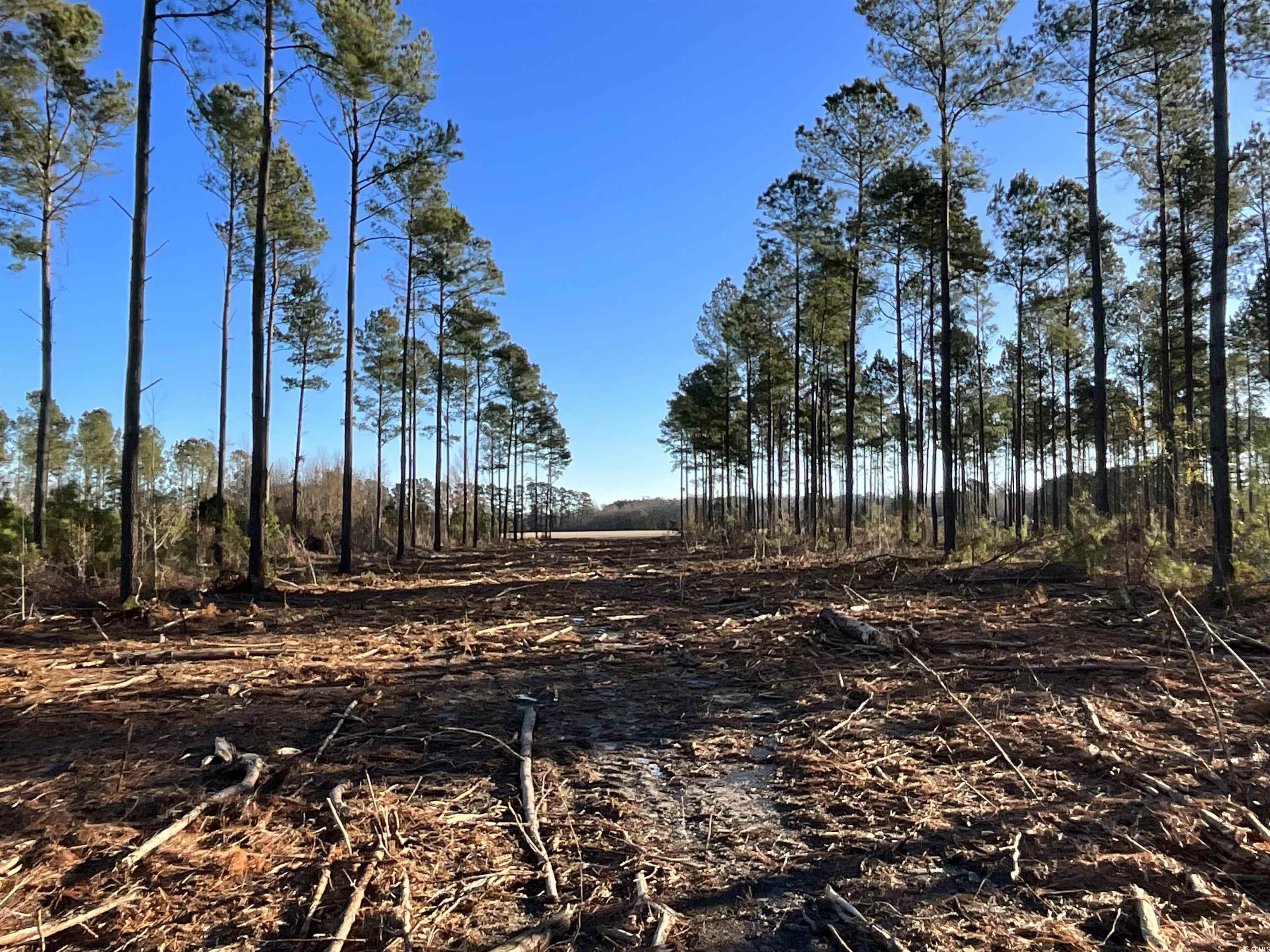 Tbd Laughlin Road Marion, SC 29571 - Photo 1 of 11 Gallery Image 1