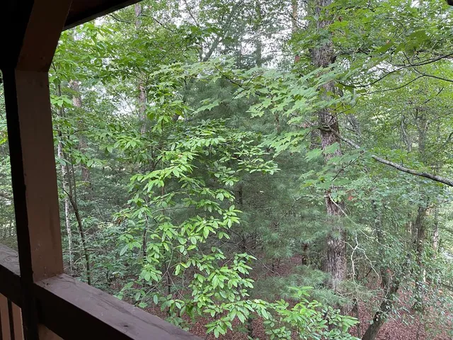 a view of a garden from a window