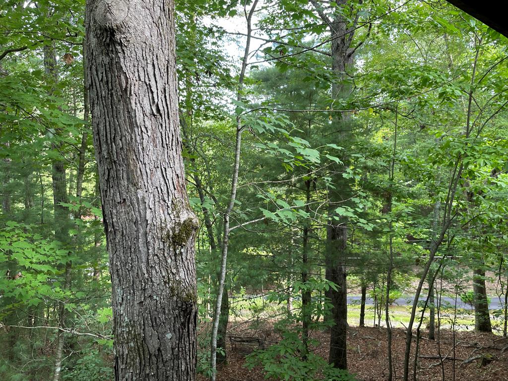 823 Crisp Road Murphy, NC 28906 - Photo 8 of 17 a backyard of a house with lots of green space