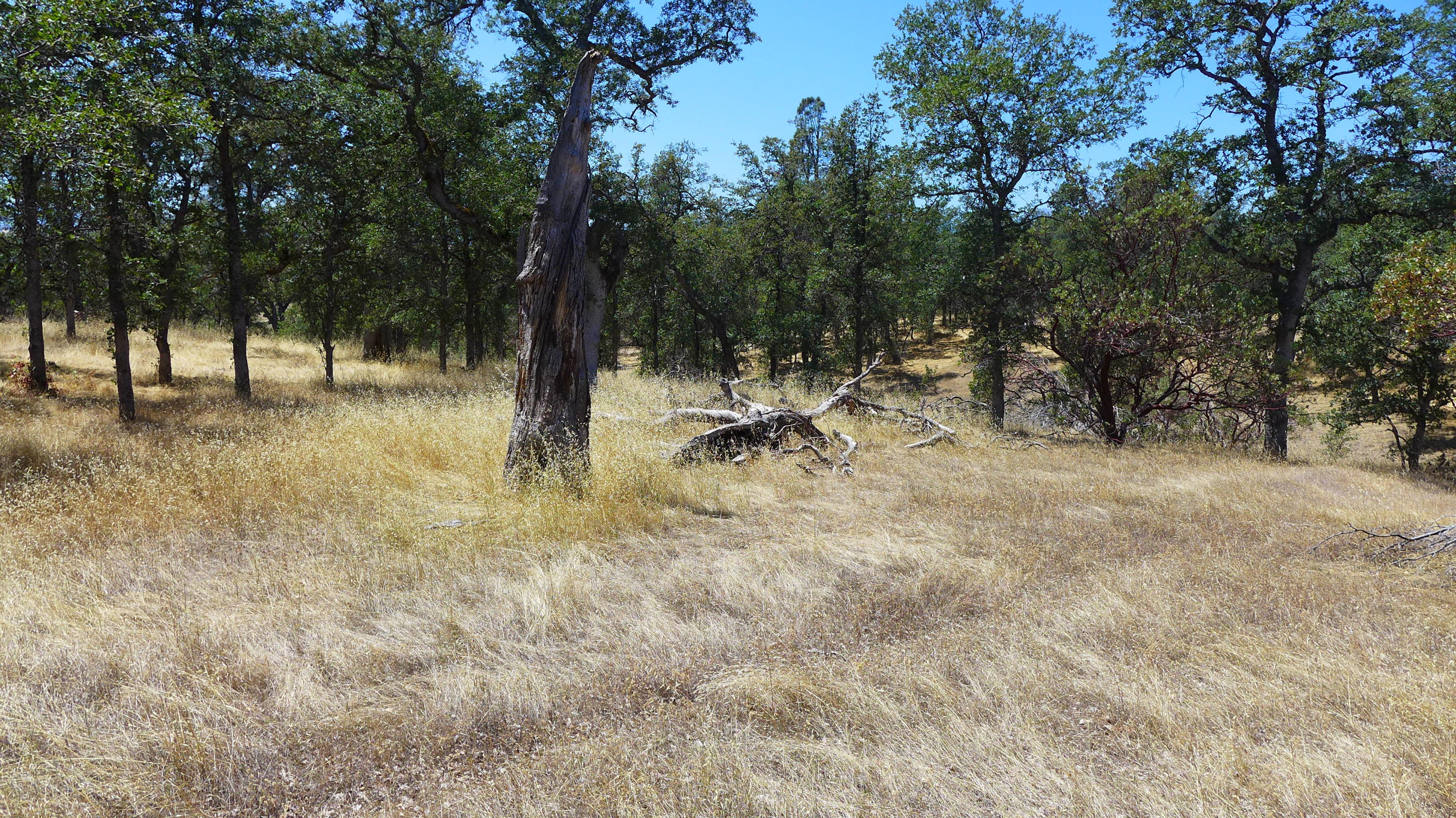 10-ac Sunpoint Road Igo, CA 96047 - Photo 8 of 8 P1050849